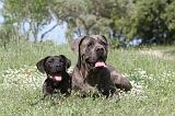 CANE CORSO 025